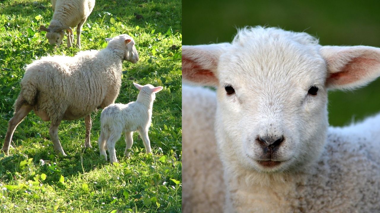 Guia Completo Para Iniciar A Criação De Ovelhas Na Roça