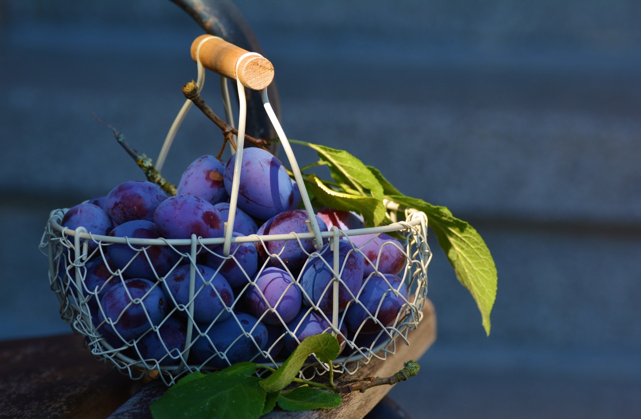 Como Cultivar Ameixa Em Casa: Um Guia Completo