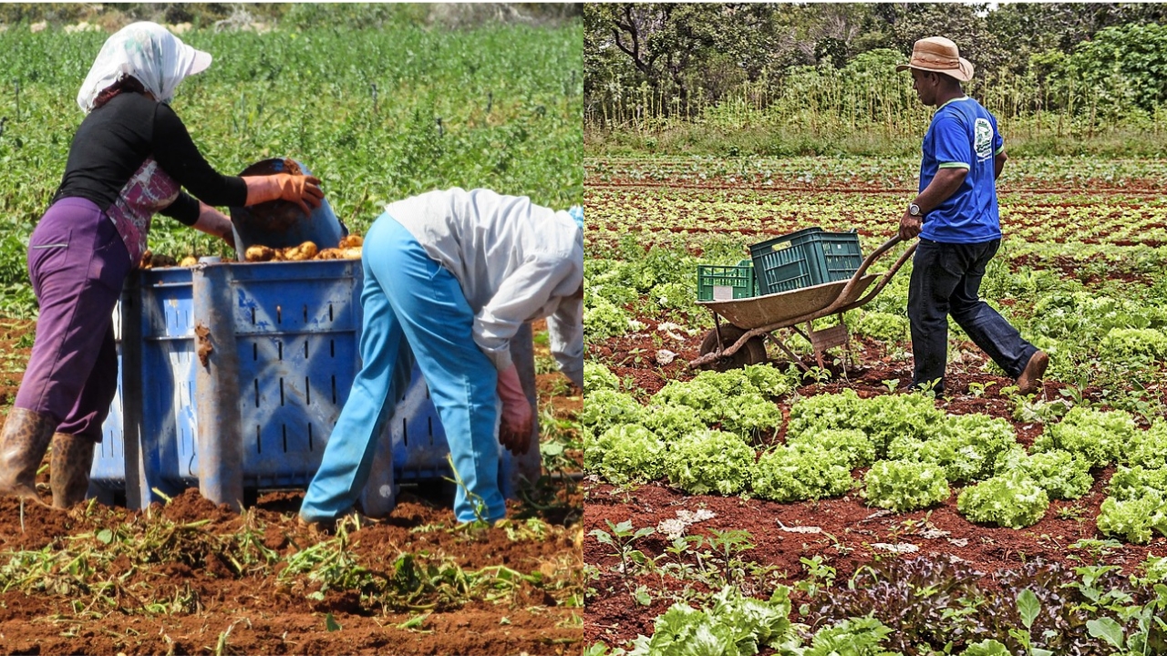 Guia Completo Dos Estilos De Plantação Utilizados Na Agricultura: Conheça As Melhores Práticas