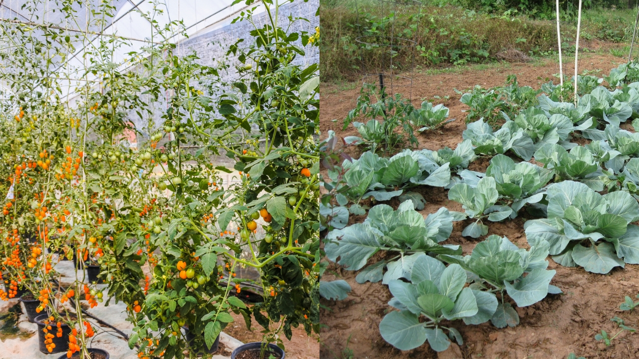 Cultivando Um Jardim Orgânico: Passo A Passo Para Criar Um Espaço Naturalmente Sustentável