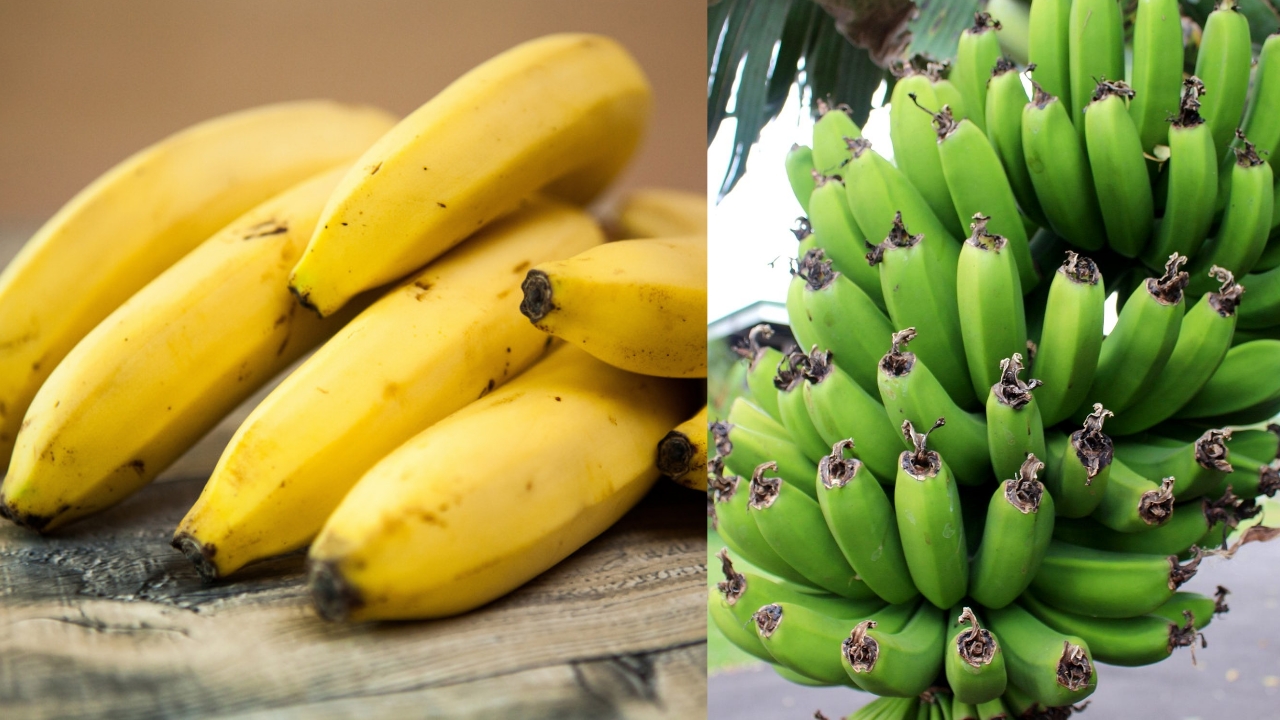 Dicas Para Cultivar Bananeiras Em Um Solo Fértil E Rico Em Matéria Orgânica