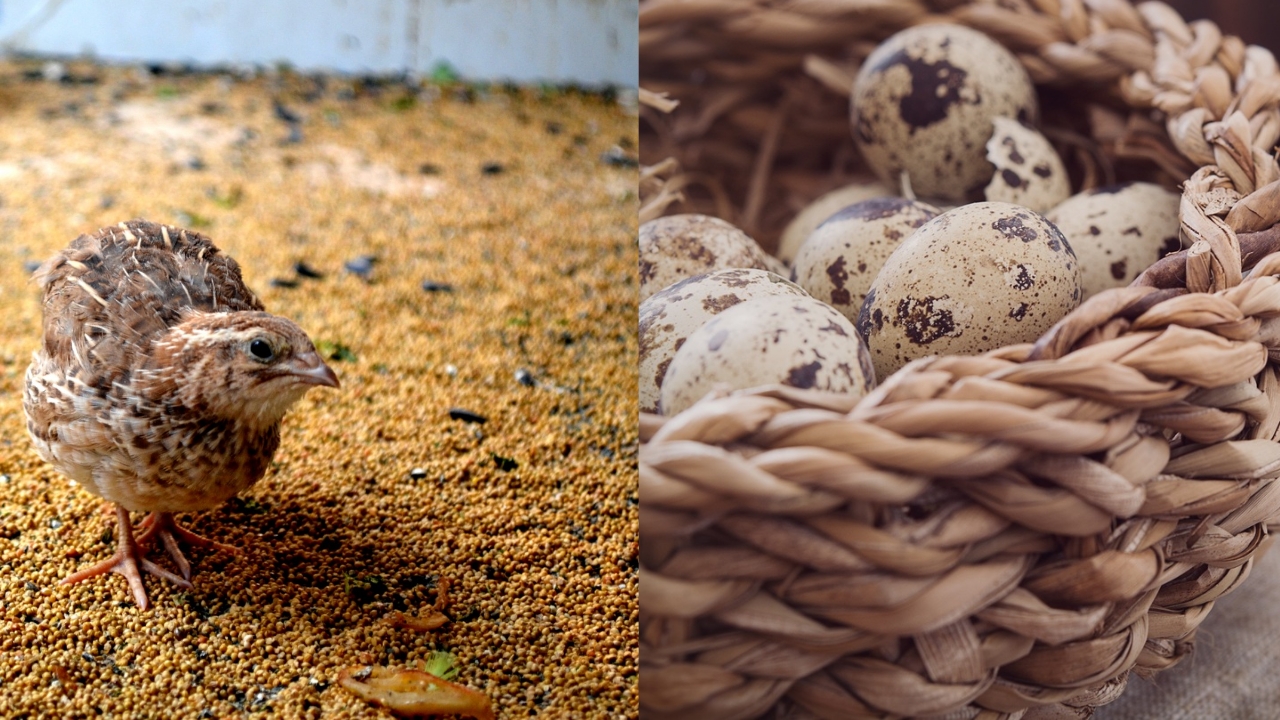 Benefícios E Vantagens Da Criação De Codornas Na Fazenda