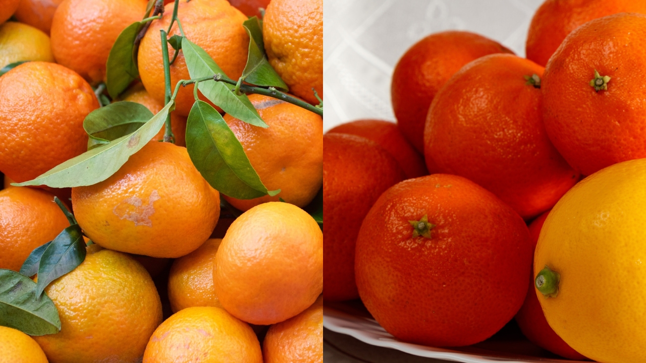 Guia Completo: Como Cultivar Tangerineiras Na Roça