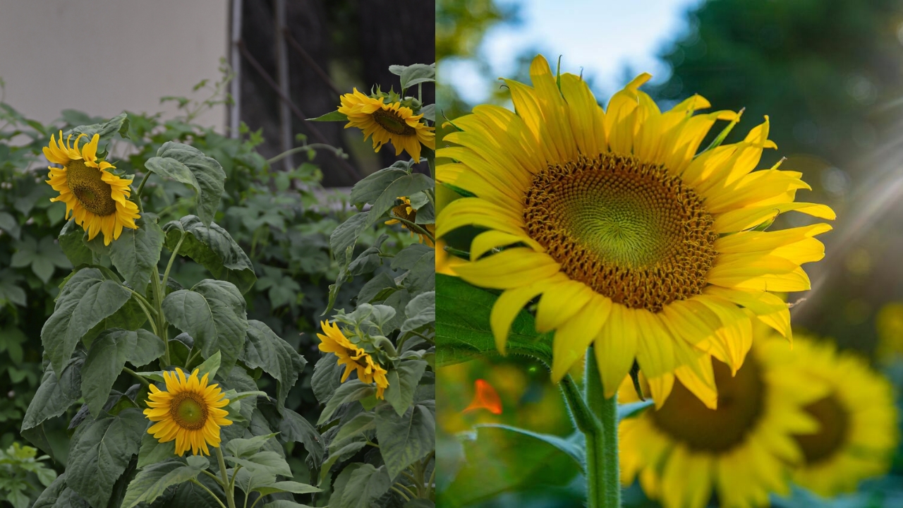 Cultivar Girassóis No Seu Jardim: Passo A Passo Para Um Cultivo Bem-sucedido