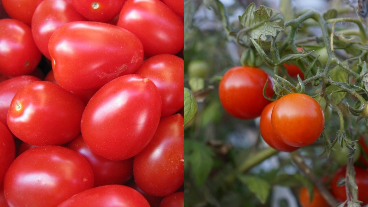 Guia Completo Sobre Como Plantar E Cultivar Tomates De Forma Eficiente