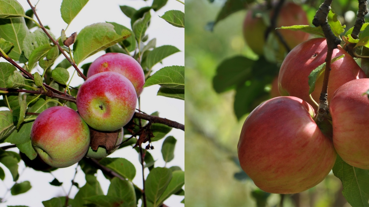 Passo A Passo: Aprenda A Cultivar Suas Próprias Maçãs De Forma Eficiente