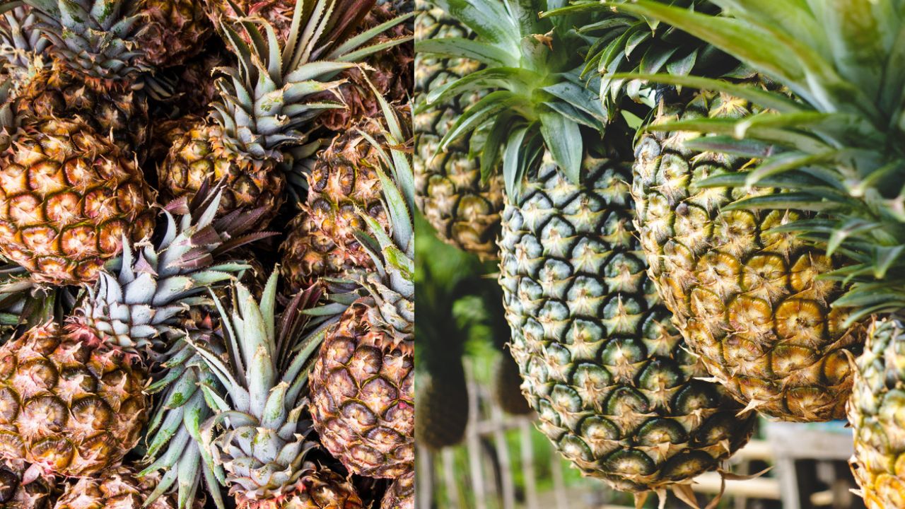 O Passo A Passo Completo Para Plantar Abacaxi Em Vaso