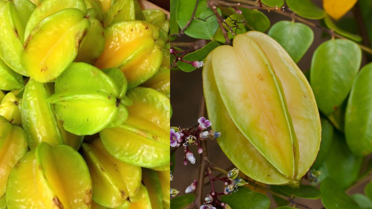 O Passo A Passo Para Cultivar Carambola Com Sucesso