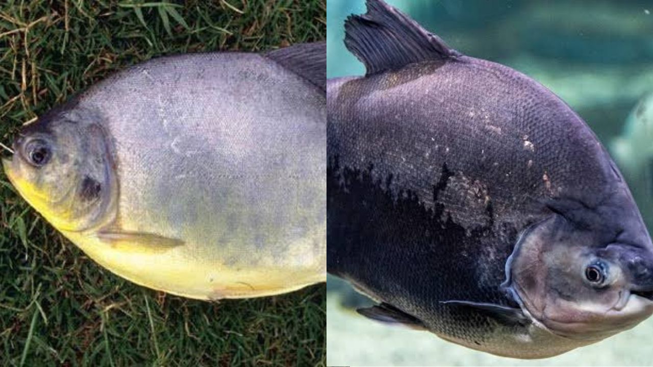 Pacu Em Pisciculturas: Técnicas Eficientes Para Produção De Carne De Qualidade